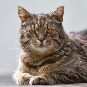 可爱呆萌虎斑猫摄影图片